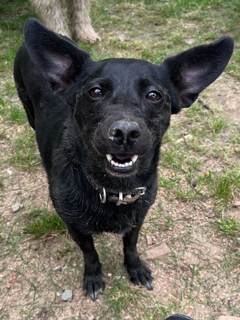 Süßer schwarzer Hund mit großen Ohren lächelt in die Kamera